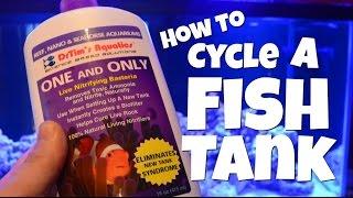 How to Cycle a Fish Tank