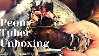 Plant Care - Peony Tuber Unboxing | White Flower Farms