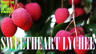 SWEETHEART LYCHEE - Sweet and juicy, these Lychee’s are considered the King of fruit