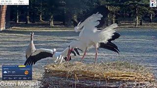 2025 03 05 Tierrettungsstation MAKOV CZ, Guten Morgen,️️️klapper klapper und knapper knapper 