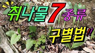취나물 7가지 종류와 구별법
