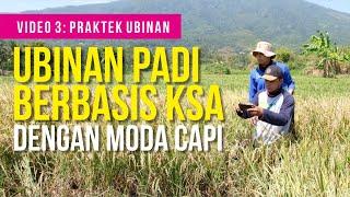 VIDEO 3 PRAKTEK UBINAN | Seri Pembelajaran Ubinan Padi Berbasis KSA | BPS Provinsi Jawa Tengah