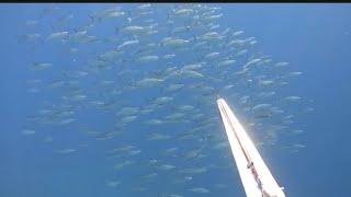 Pesca Submarina en Tenerife                 ️Un duro invierno ️