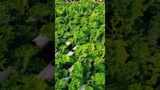 hidroponics sayur Kale siap untuk dipanen. #shorts #hydroponics #sayurkale #mjifarm