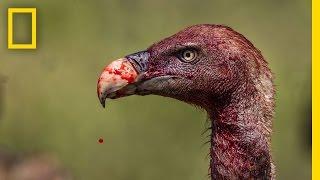 Vultures - Photographing the Antiheroes of Our Ecosystems | Exposure
