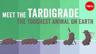 Meet the tardigrade, the toughest animal on Earth - Thomas Boothby