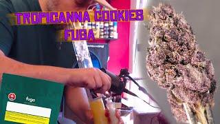 TROPICANNA COOKIES de FUGA - 15,5% THC - Weed review SQDC Cannabis Oni Seed Harry Palms Mauve Tangie