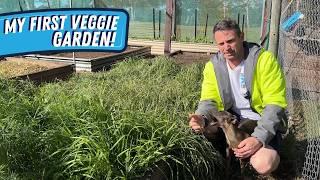 Starting Our Veggie Garden in Sydney, Australia