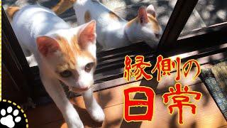 [Cats' daily life] Cats playing well on the porch