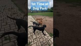 First time at #dogpark #blacklabs #labpuppies #queaquatics #animals #puppies