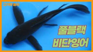 비단잉어!! 풀블랙 비단잉어 - 서진열대어- 고기야놀자 full black koi