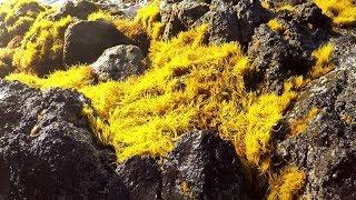 Coastal Foraging || Tropical Beachcraft Seaweed Limu