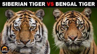 What Is The Difference Between the Bengal Tiger and Siberian Tiger?