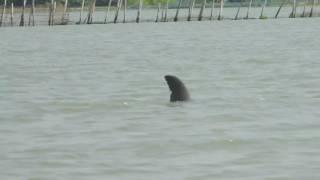 chilika lake, irrawaddy dolphin