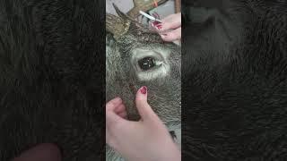 Taxidermy Deer Eye