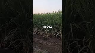 sugarcane 86002