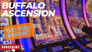 Explaining Buffalo Ascension Super Stampedes! Massive Wins with @kdcslots