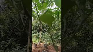 pupuk legendaris sejuta umat petani  (part1)