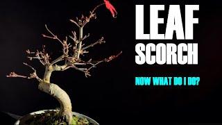 Rescue Your Leaf Scorched Bonsai with This Simple Trick