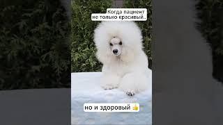 #тойпудель #ветеринарныйврач #здоровьесобак