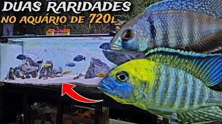 ADICIONEI 2 CICLÍDEOS AFRICANOS RAROS NO AQUÁRIO DE 720L