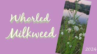 Whorled Milkweed - the pollinator plant