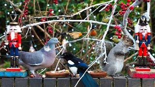 Cat TV  Birds & Squirrels Eat with the Nutcrackers  Videos for cats to watch 4K HDR