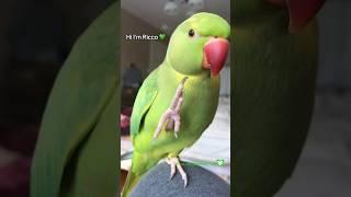 Ricco the Ringneck Parrot 