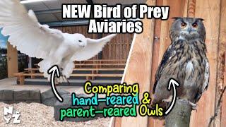 Moving Birds into NEW Aviary | Hand-reared Owls