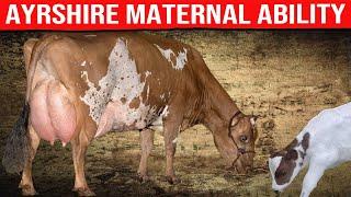  [ DAIRY COWS ] AYRSHIRE BREED MATERNAL ABILITY  Biggest Bulls And Cow