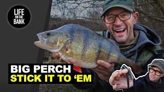 BIG PERCH ON LURES - Fishing with Stickbaits