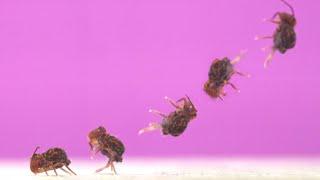 When it comes to backflips, springtails are the GOAT | Science News