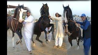 Amazing Horse dance in pakistan 2019 No.12