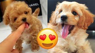 Cavapoo — Cute And Hilarious Videos And Tik Toks Compilation | Cavoodle