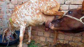 breastfeeding goat || calf drinking goat milk latest video 