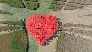 The World's Biggest Crop Circle Made by Children