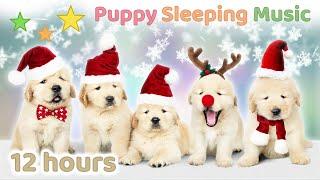  12 HOURS  Christmas Music for Dogs  Christmas Music Instrumental  Puppy Sleeping Music  PIANO