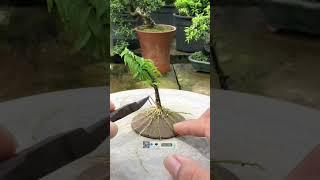 PROSES BONSAI ANTING PUTRI PROGRAM AKAR #bonsai #bonsaitree #antingputri #shorts #shortvideo #viral