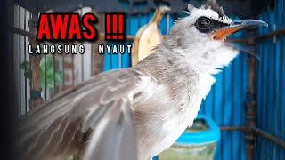 trucukan gacor TARUNG ROPEL PANJANG pancingan trucukan agar bunyi jadikan burung trucuk gacor EMOSI