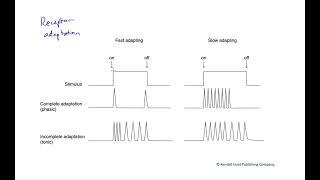 Receptor adaptation