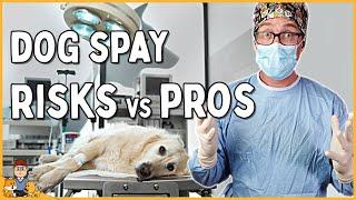 The Best Age to Spay Your Dog in 2025 (veterinarian explains)