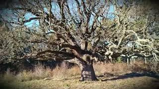 Волшебное дерево/Magic tree