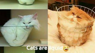 Cats are liquid part 2 | 100% proof in this video