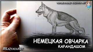 Как нарисовать Немецкую овчарку карандашом. Рисовать по сетке НОРМАльно.