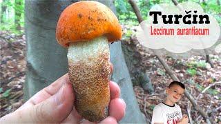 Turčin - Lat. Leccinum aurantiacum