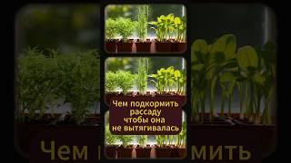 Чем подкормить рассаду чтобы она не вытягивалась #сад #огород #садоводство #рассада #овощи #садовод