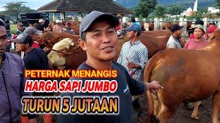 HARGA SAPI JUMBO TURUN 5 JUTAAN PETERNAK MENANGISPasar Sapi Plaosan Magetan