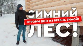 Зимний лес! Стоит ли строить дом из бревна зимой?
