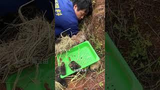 挖兔子洞抓小兔子 上山挖兔子洞抓小兔子，自家养的想抓就抓#兔子 #动物 #三农#散养兔子 #农村创业养殖