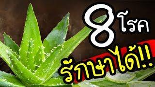 ป่วย 8 โรค!!  ต้องใช้"ว่านหางจระเข้"  สุดเจ๋งรักษาหัวล้าน  และอันตรายที่ต้องรู้ | Nava DIY